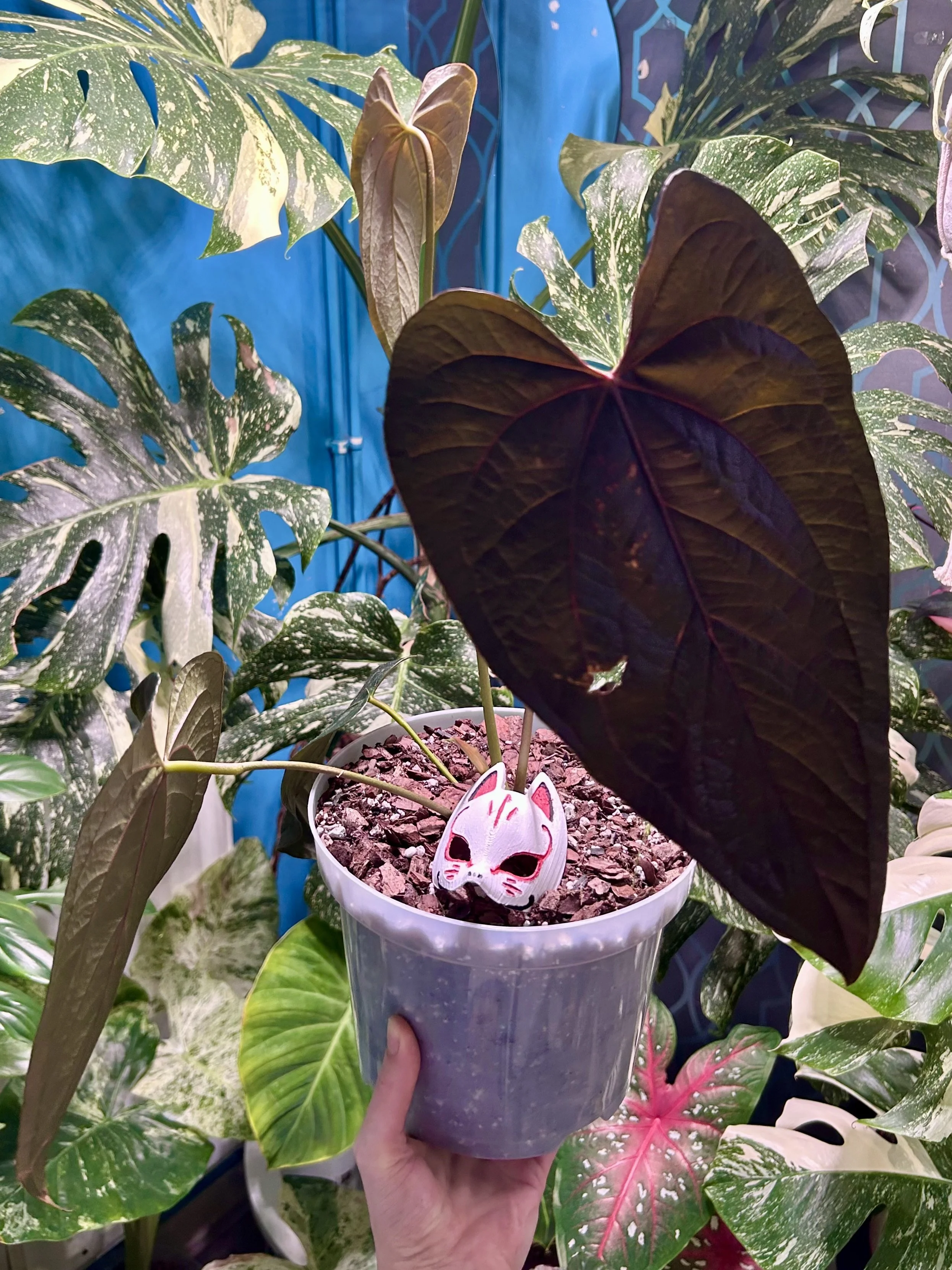 Philodendron 'Kitina' (Florida Beauty × Mayoi) — Savage Tropics